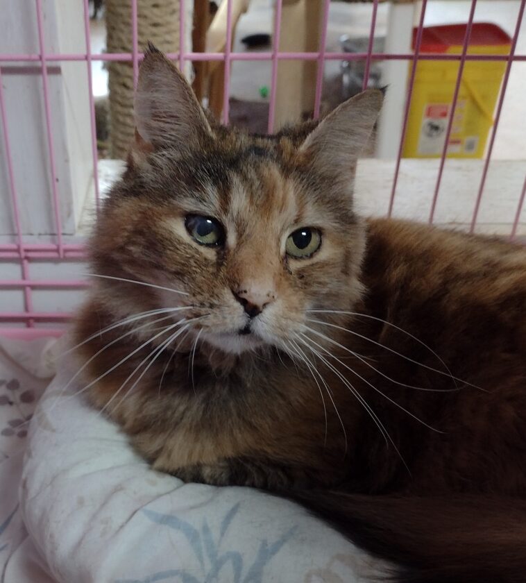 Ginger Is WSCR Cat Of The Week News, Sports, Jobs Post Journal